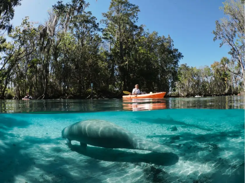 Kayaker floating above manatee near Citrus Hills Florida retirement community