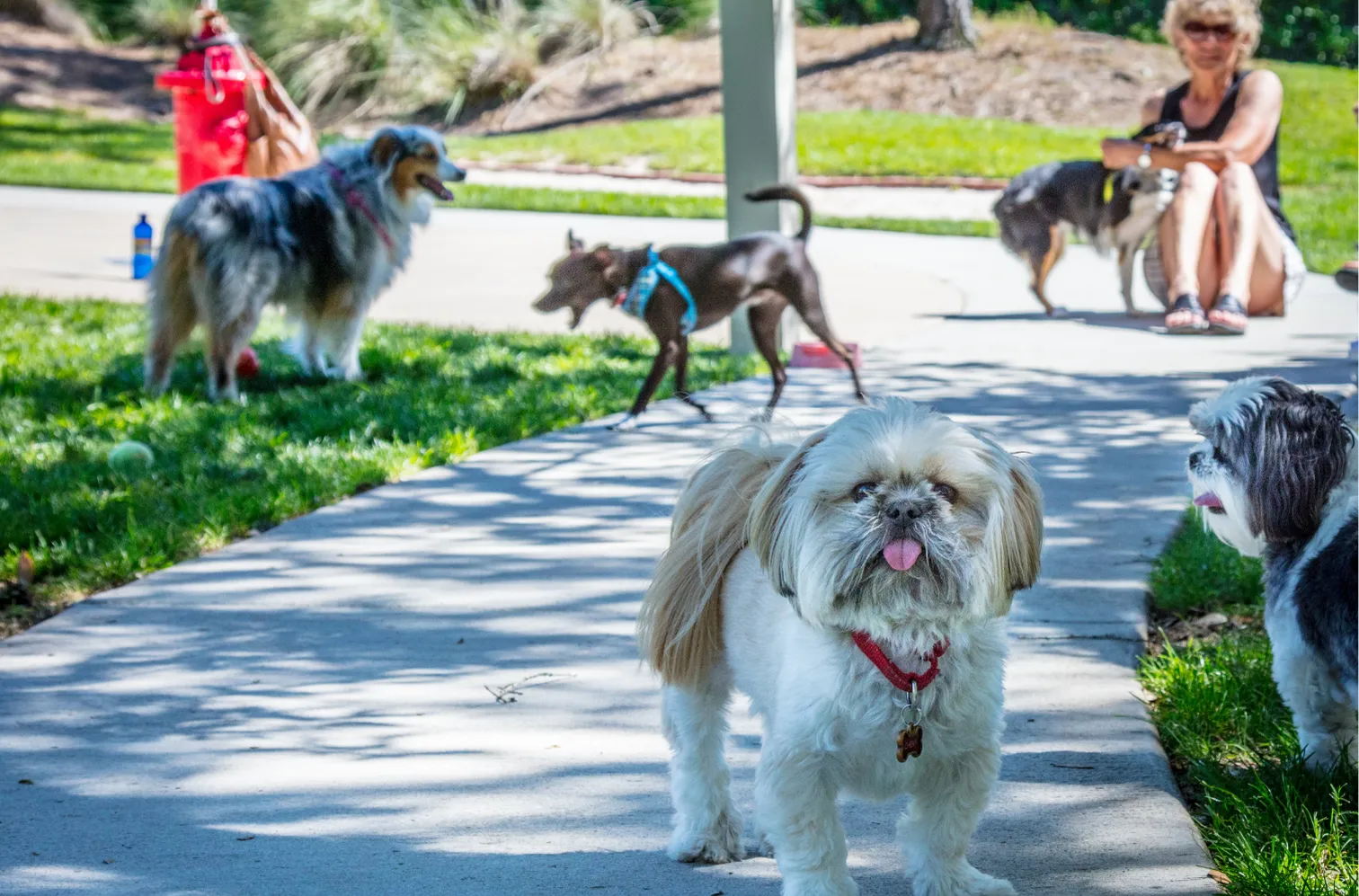 Rockwood & Dog Park Fun at The Villages of Citrus Hills